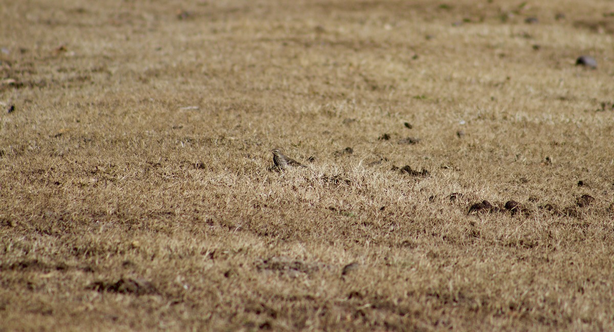 Upland Pipit - ML628342386