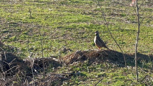 Red-legged Partridge - ML628342596