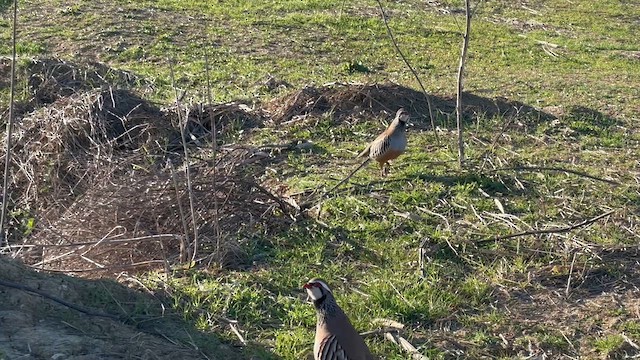 Red-legged Partridge - ML628342597