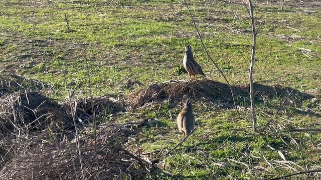 Red-legged Partridge - ML628342598
