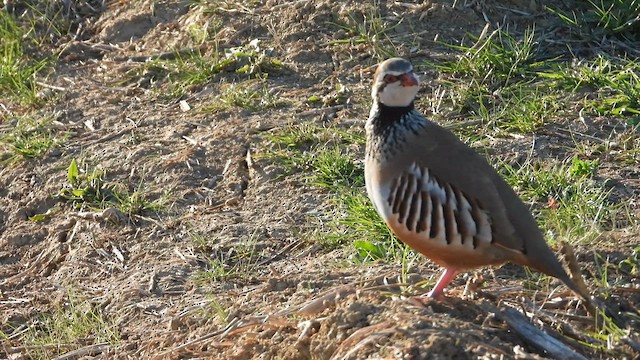 Red-legged Partridge - ML628342603