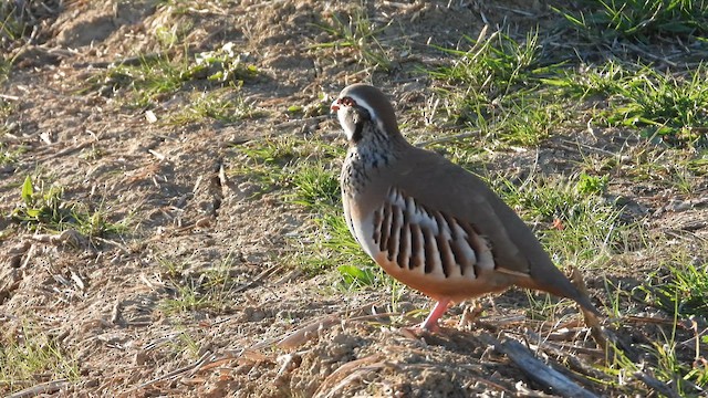 Red-legged Partridge - ML628342605