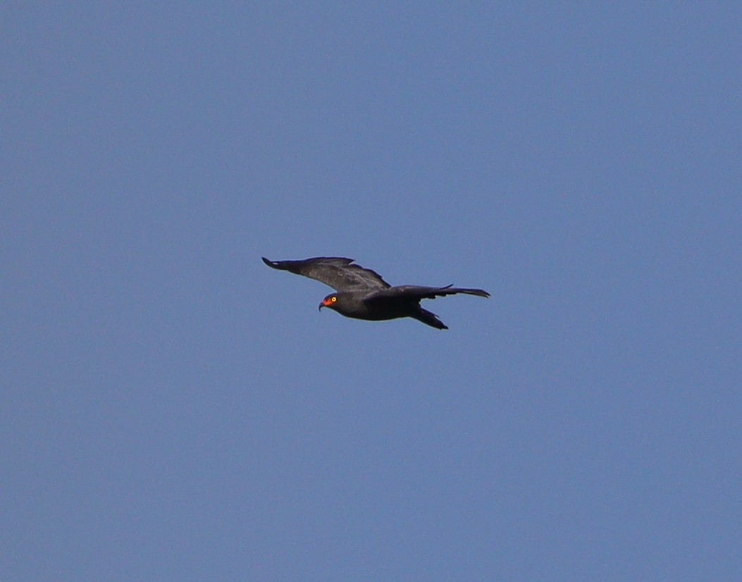 Slender-billed Kite - ML628342760