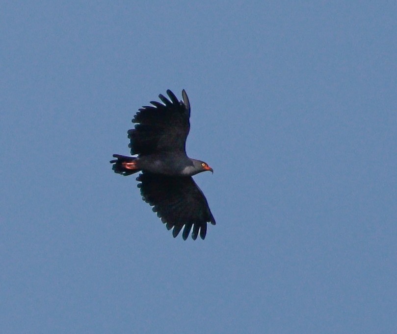 Slender-billed Kite - ML628342762