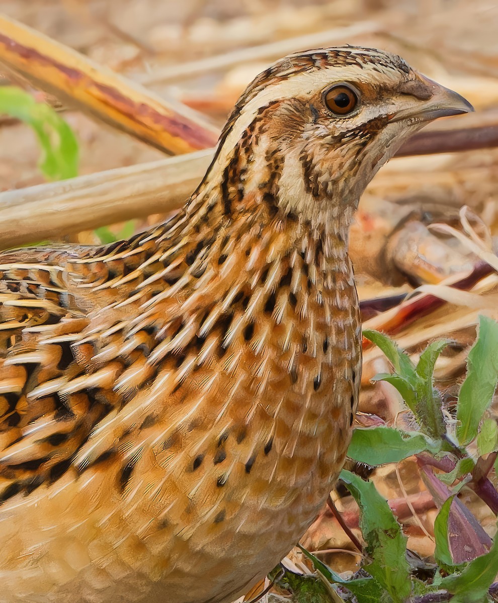 Galeper eurasiarra - ML628342835