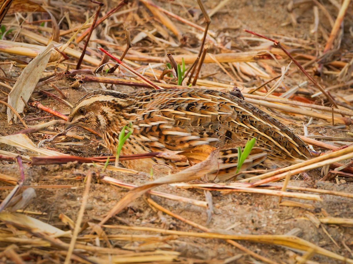 Galeper eurasiarra - ML628342846