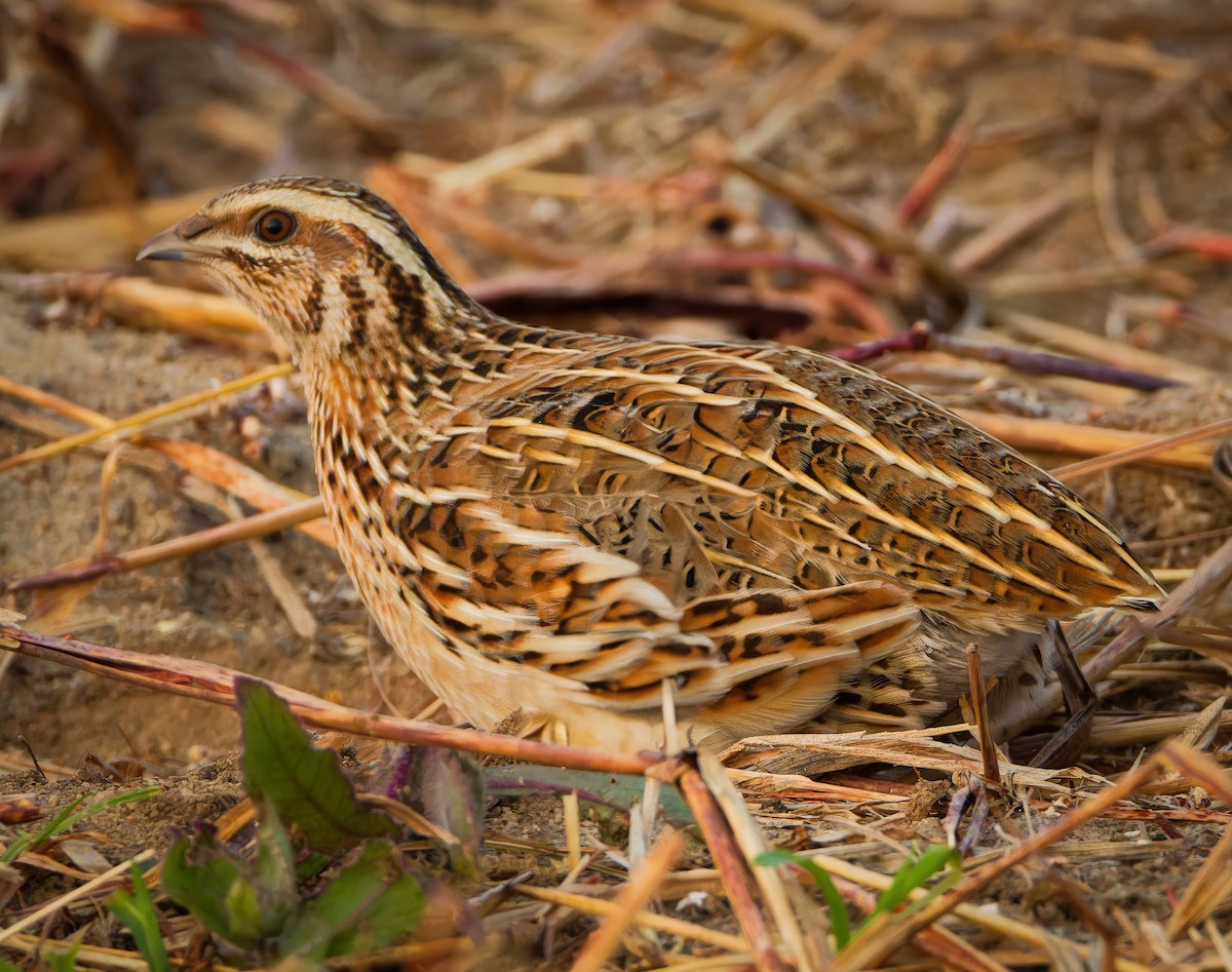 Galeper eurasiarra - ML628342847