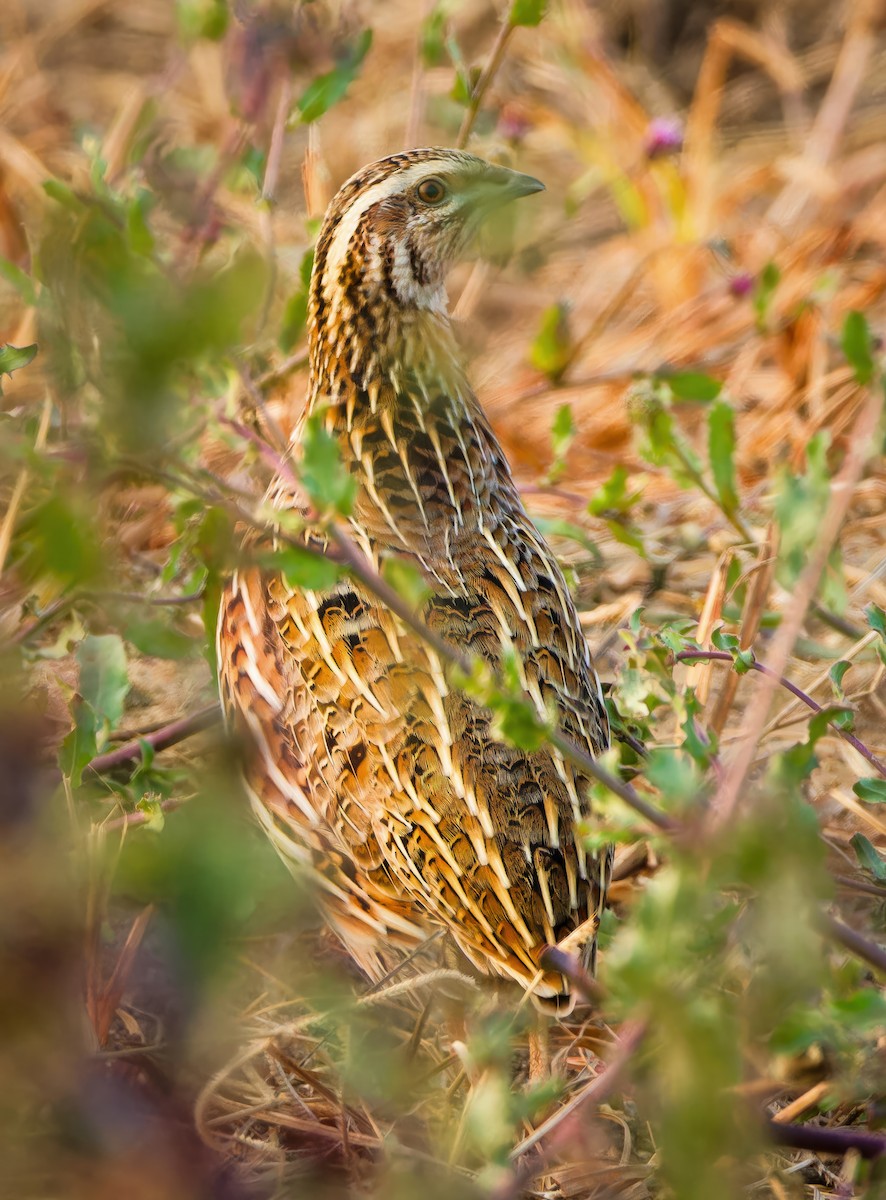 Galeper eurasiarra - ML628342848