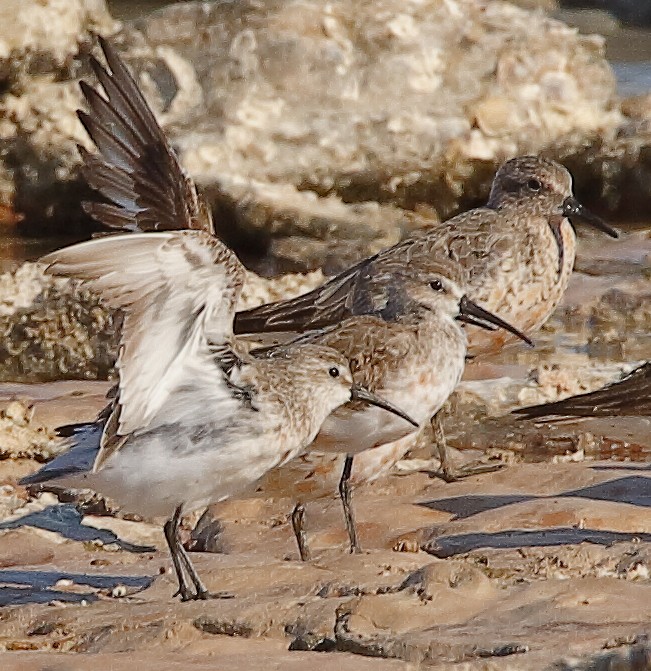 Curlew Sandpiper - ML628343183