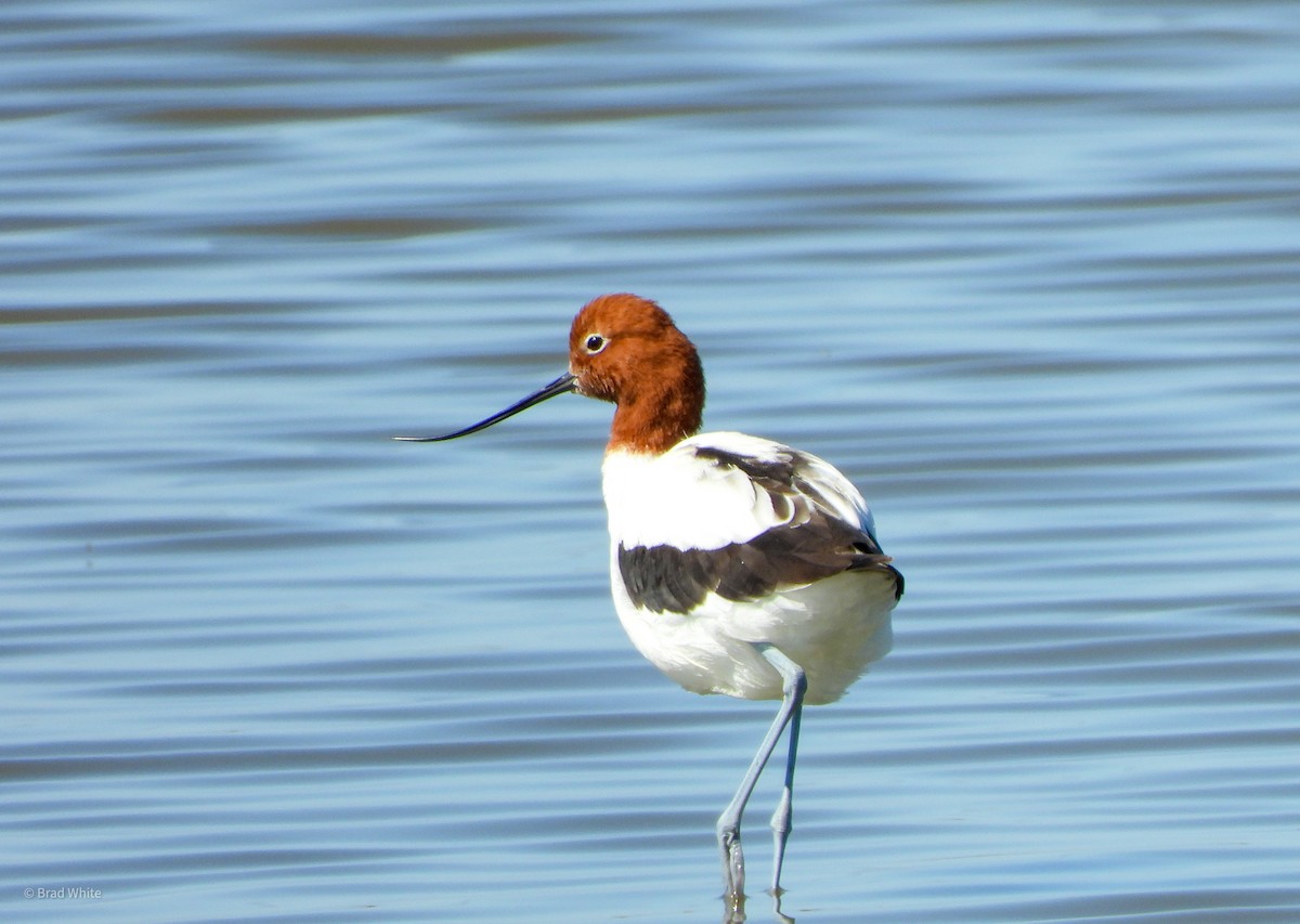 Red-necked Avocet - ML628343252