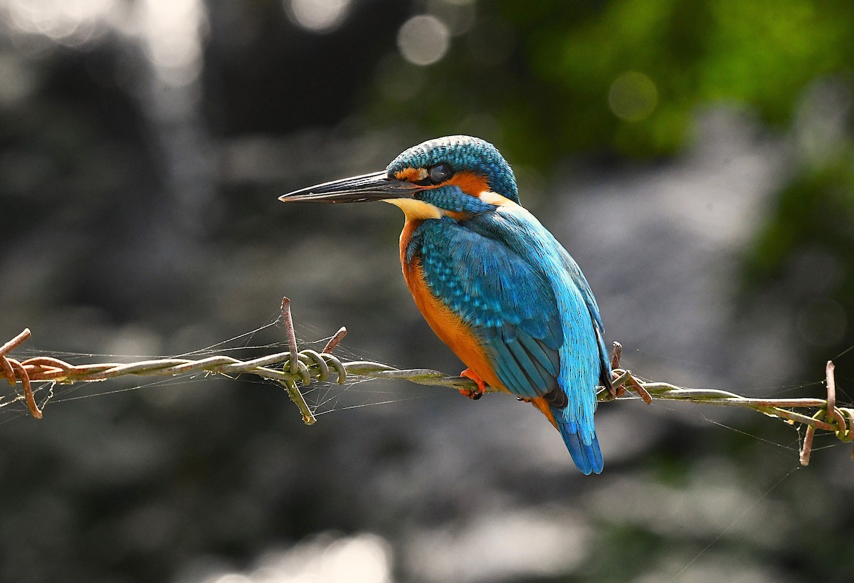 Martin-pêcheur d'Europe - ML628343352