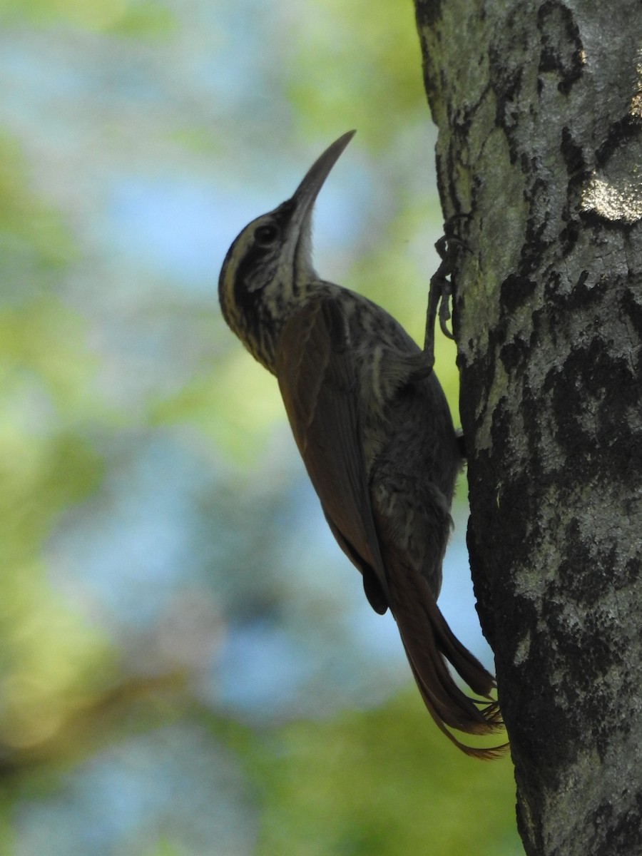 Narrow-billed Woodcreeper - ML628343397
