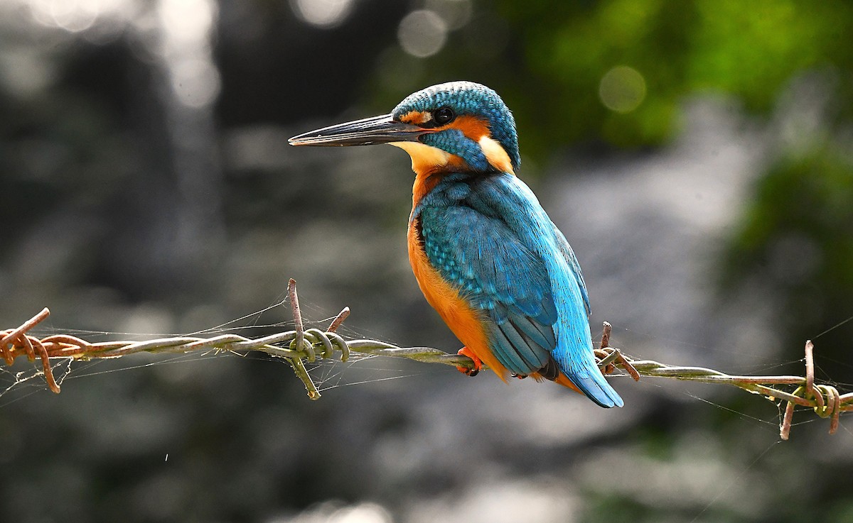 Martin-pêcheur d'Europe - ML628343413