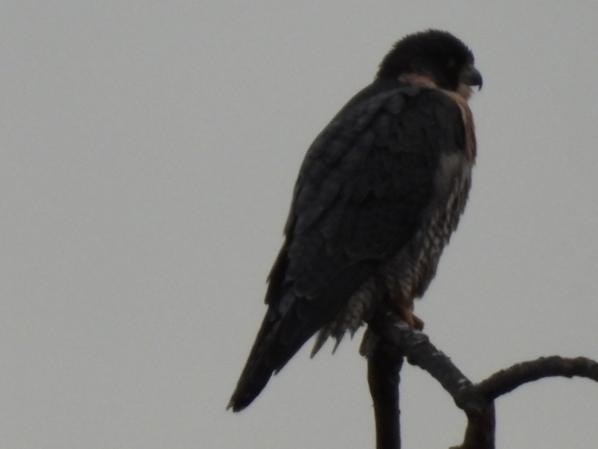 Peregrine Falcon - ML628343468