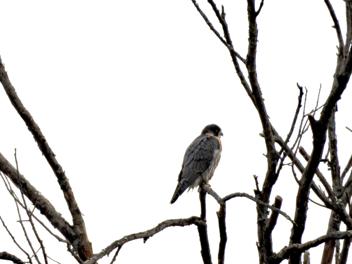 Peregrine Falcon - ML628343522