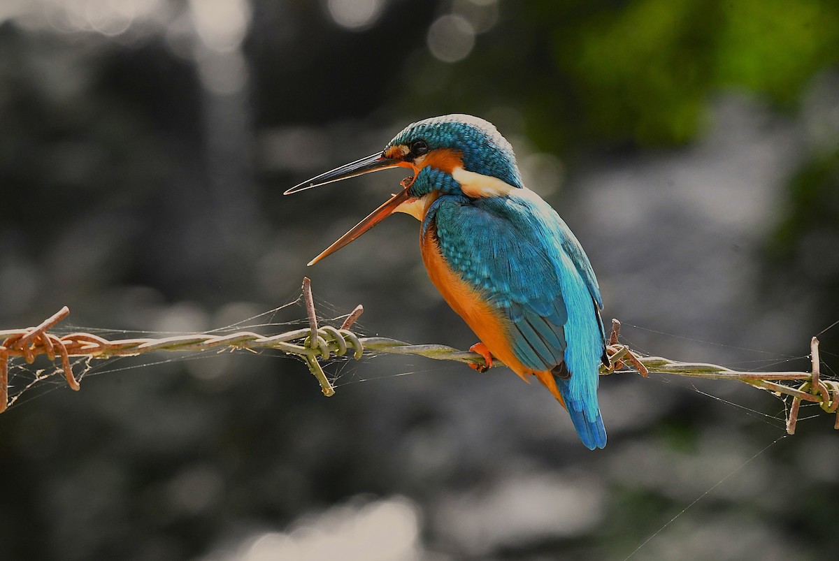 Martin-pêcheur d'Europe - ML628343554