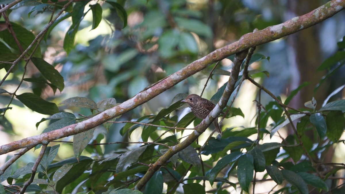 White-throated Rock-Thrush - ML628343618