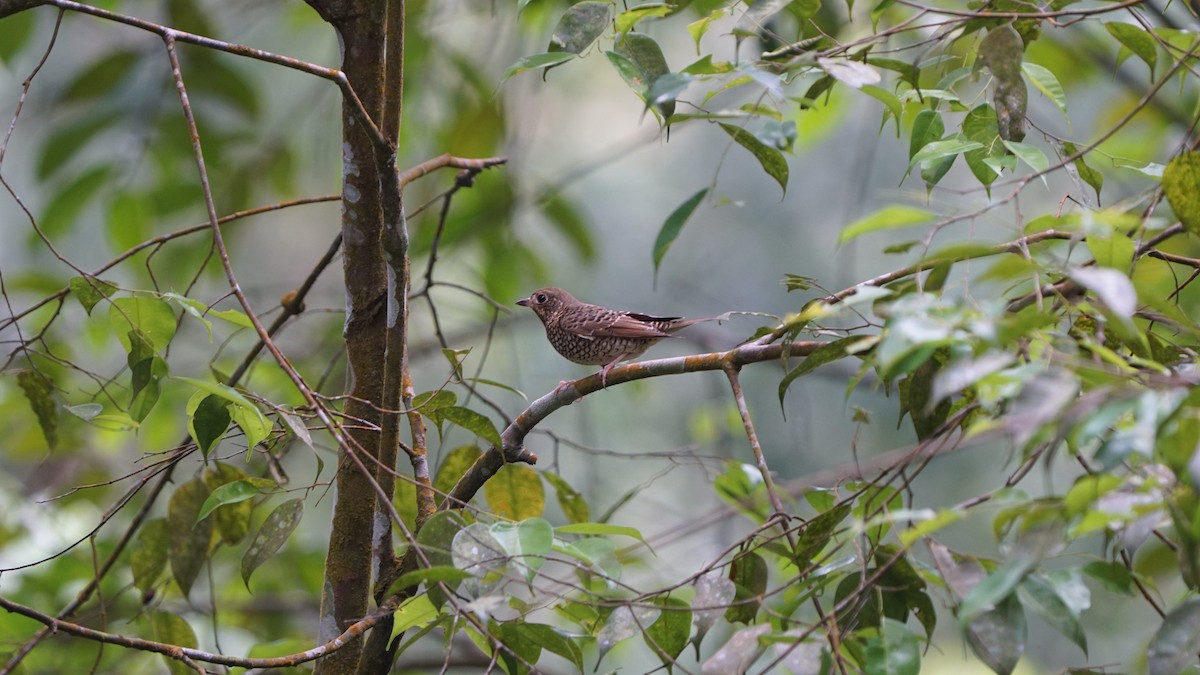 White-throated Rock-Thrush - ML628343619