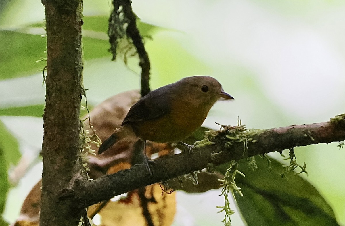 Slaty Antwren - ML628343724