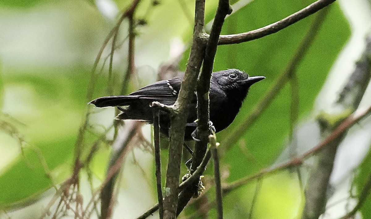 Slaty Antwren - ML628343725