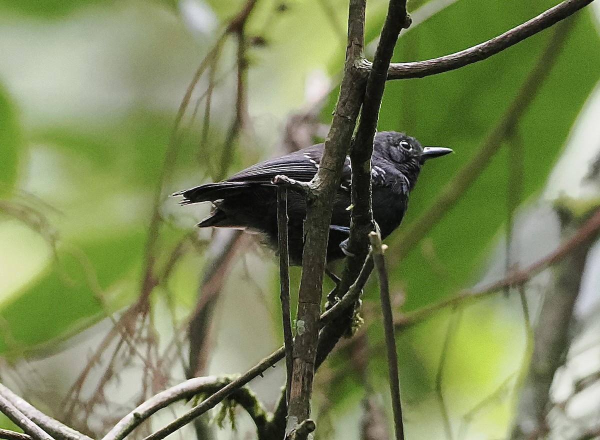 Slaty Antwren - ML628343726