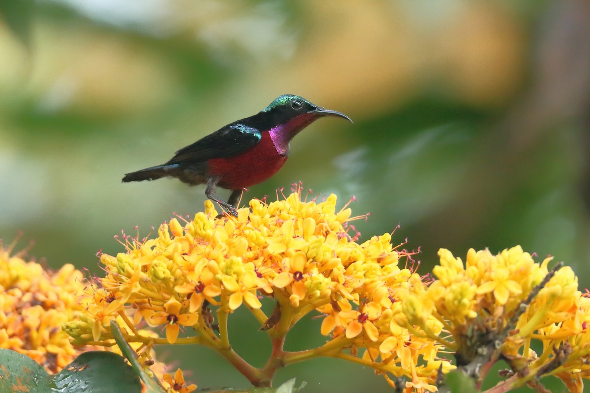 Van Hasselt's Sunbird - ML628343877