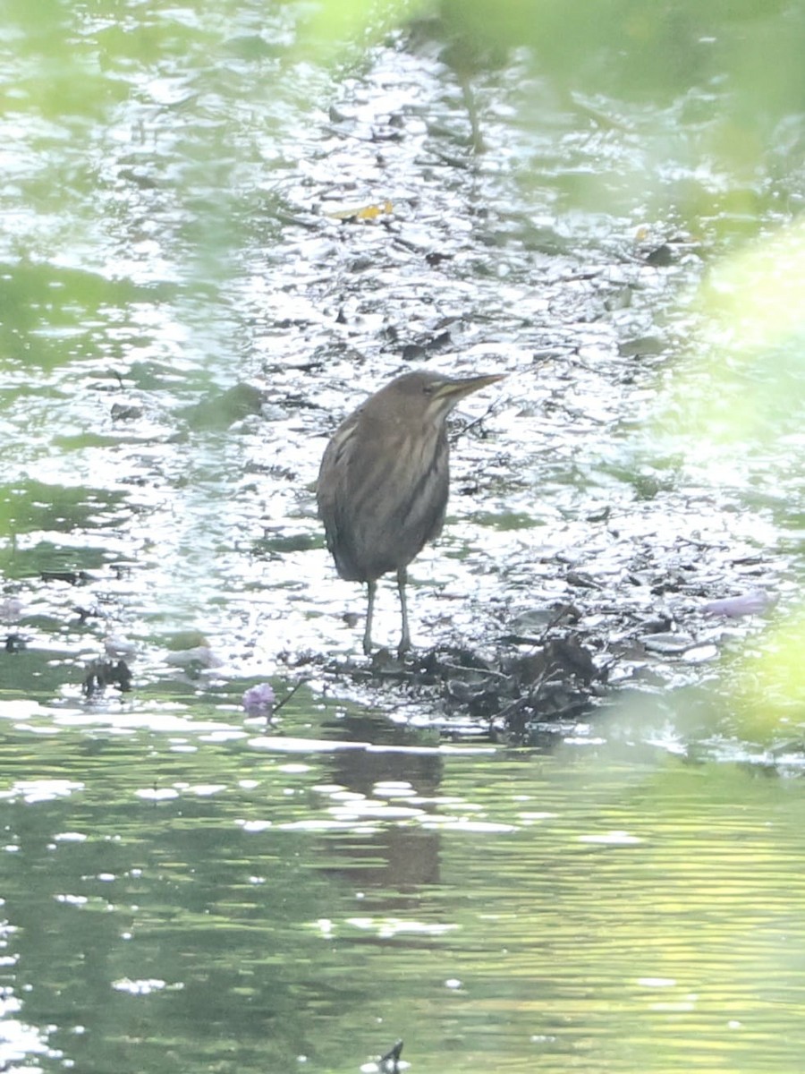 small bittern sp. - ML628344087