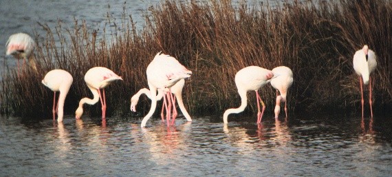 Flamingo - ML628344359