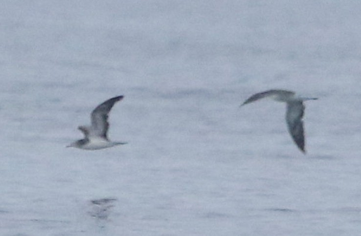 Streaked Shearwater - ML628344431