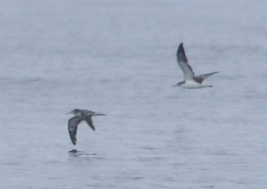 Streaked Shearwater - ML628344432