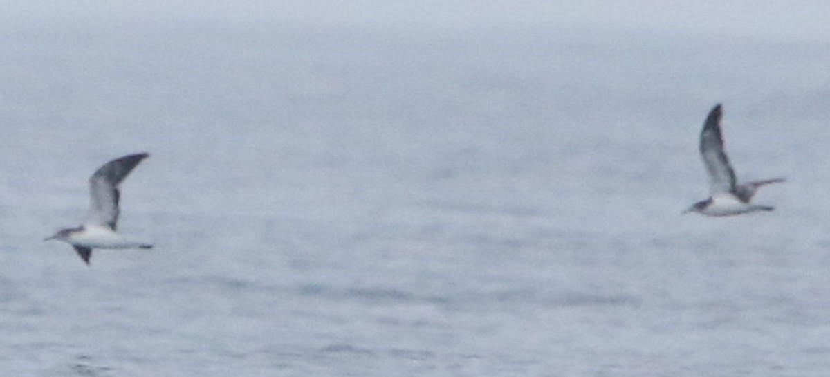 Streaked Shearwater - ML628344433