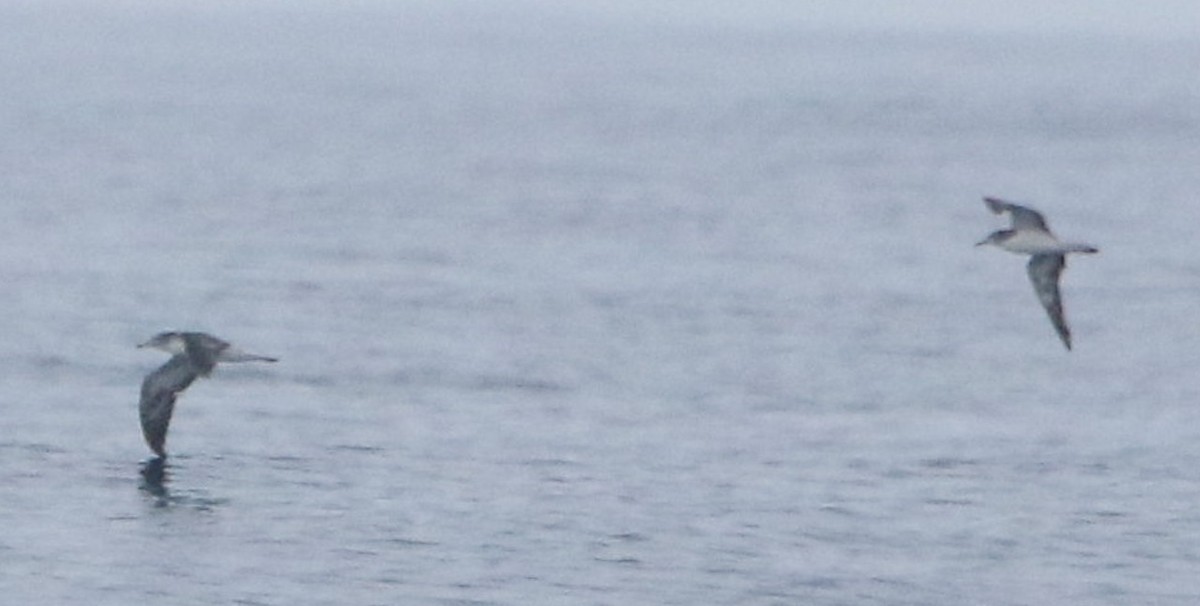 Streaked Shearwater - ML628344434