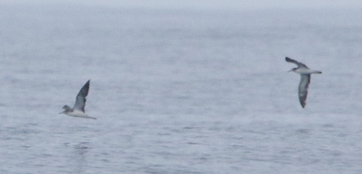 Streaked Shearwater - ML628344435