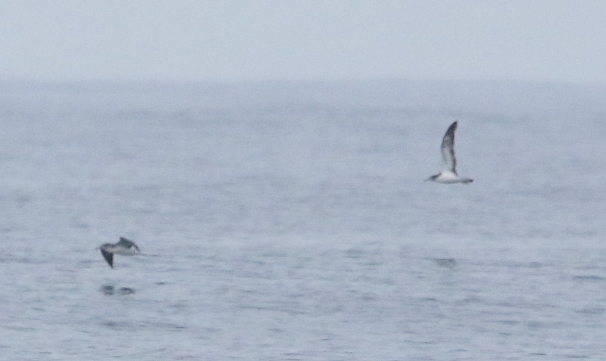 Streaked Shearwater - ML628344436