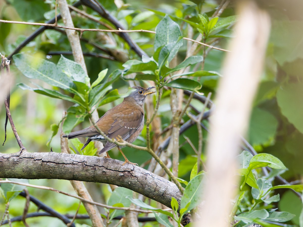 Pale Thrush - ML628344487