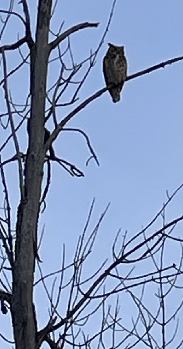 Great Horned Owl - ML628344784