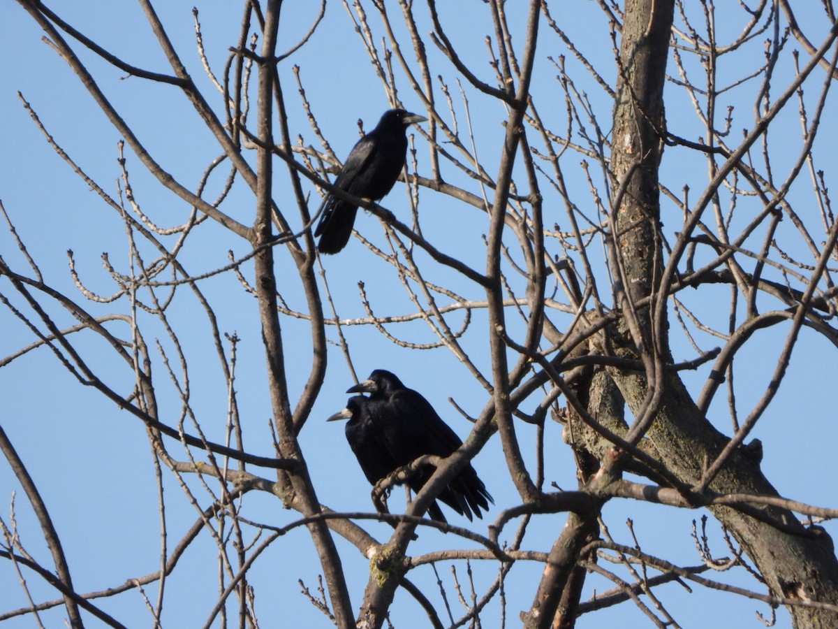Rook - ML628344837