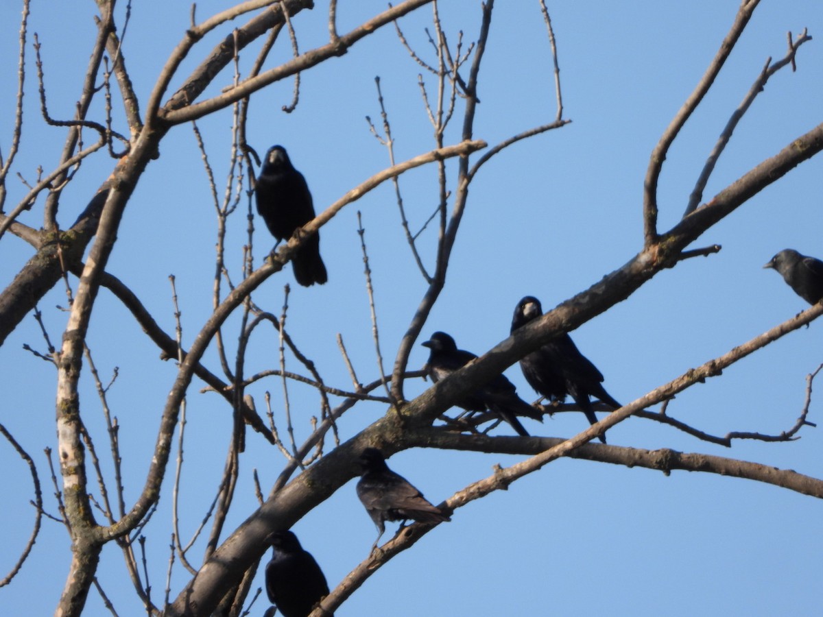 Rook - ML628344838