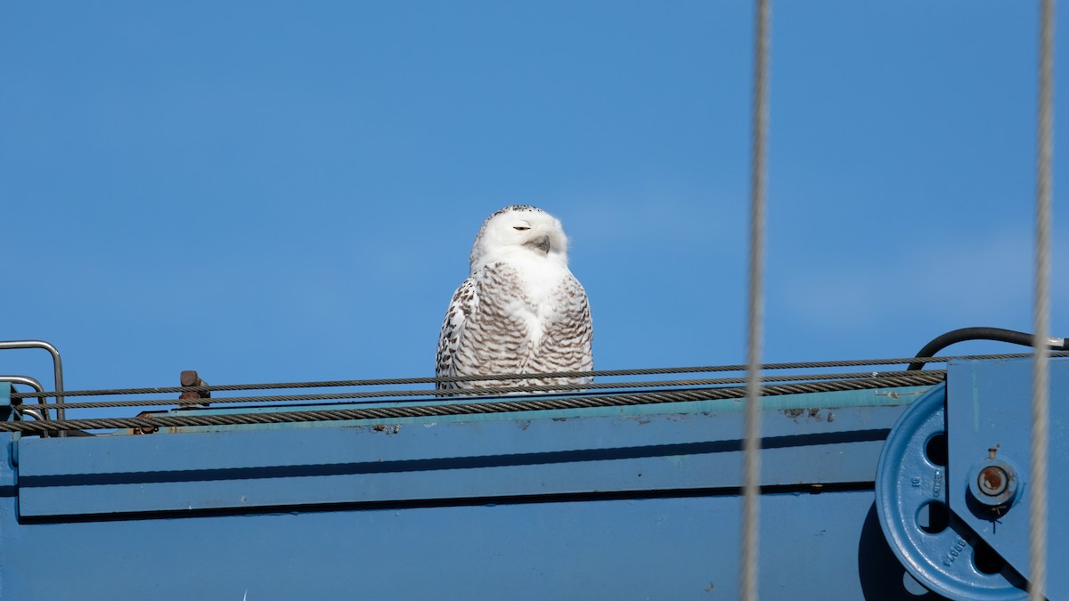 eBird Checklist - 31 Dec 2024 - Great Kills Park--Crookes Point - 2 species