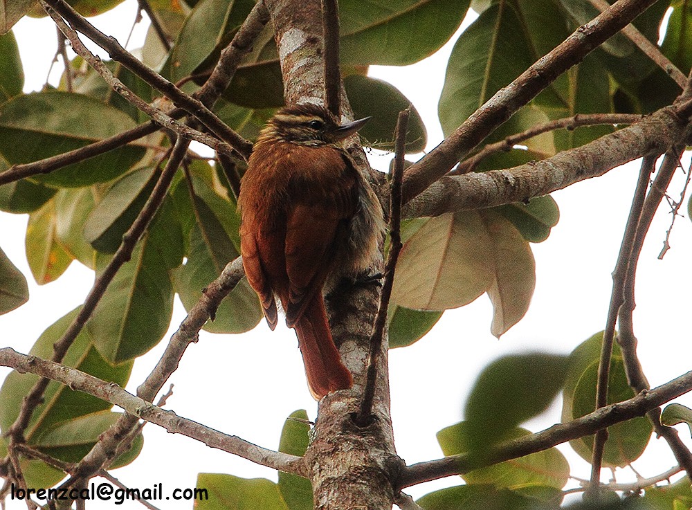 Amazonian Plain-Xenops - ML628345048