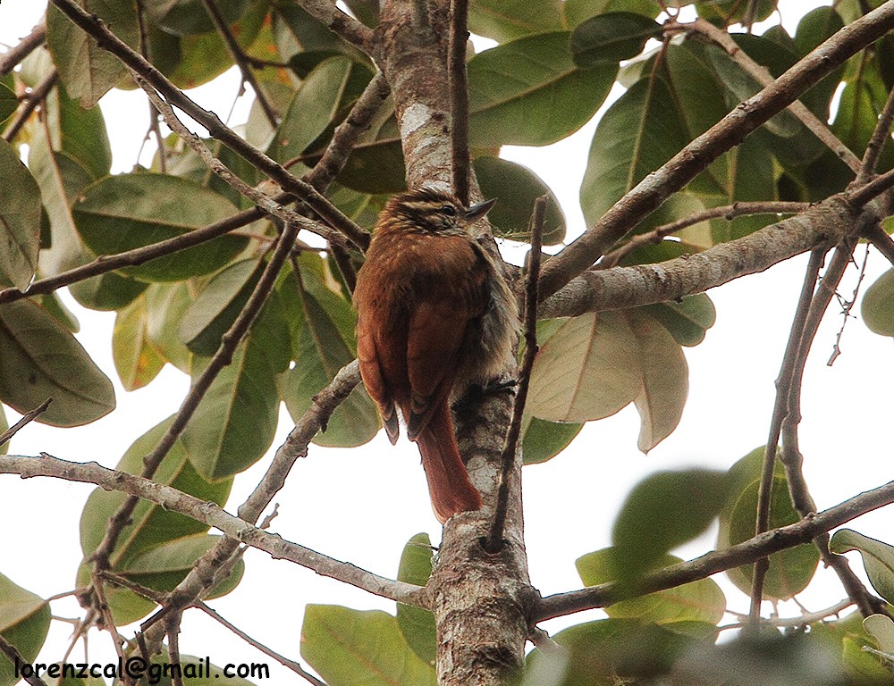 Amazonian Plain-Xenops - ML628345055