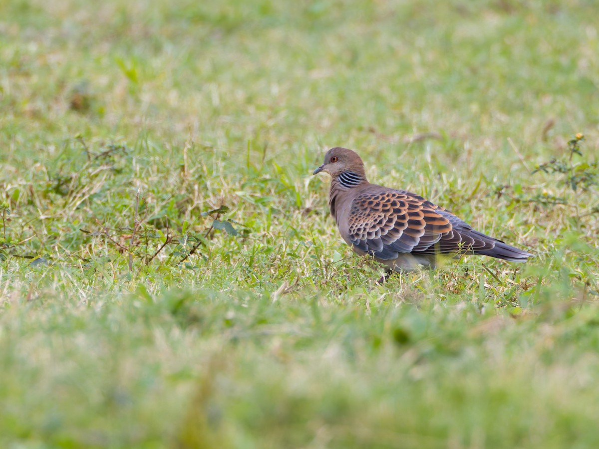 Oriental Turtle-Dove - ML628345172