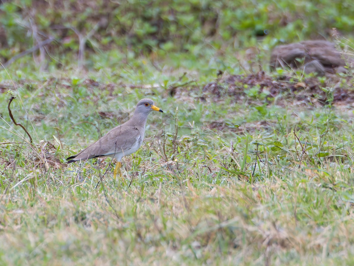 Gray-headed Lapwing - ML628345186