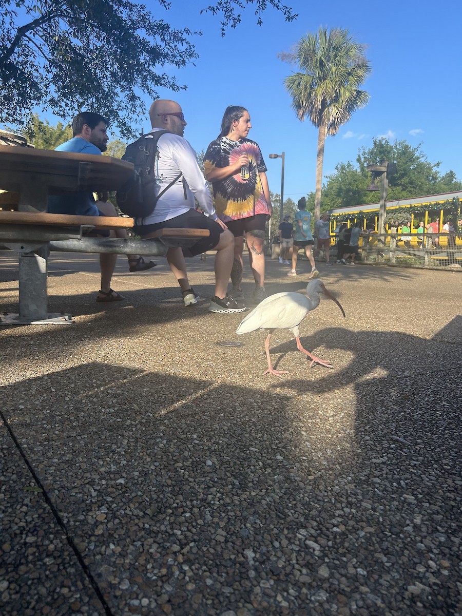 White Ibis - ML628345188