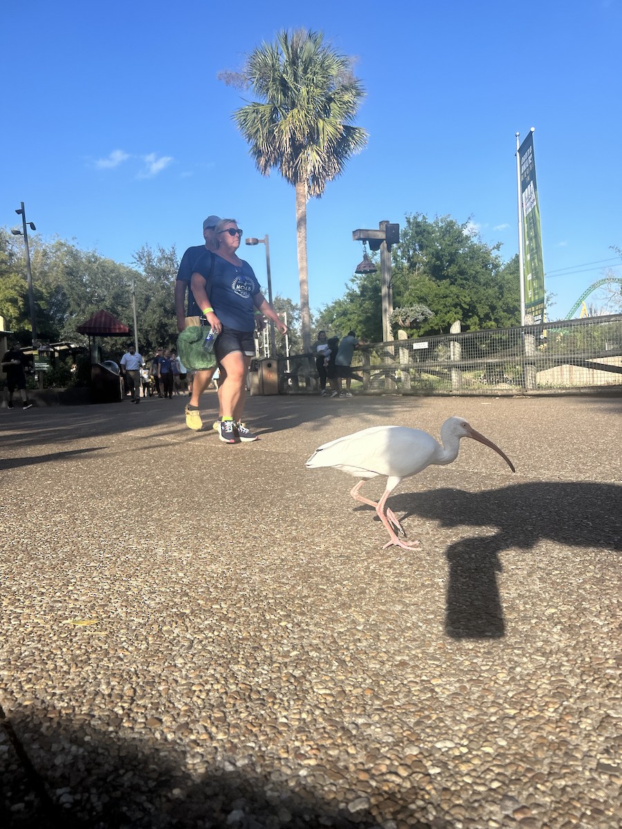 White Ibis - ML628345189