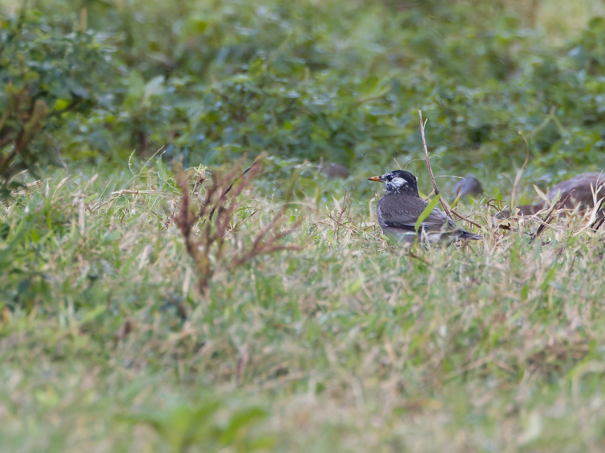 White-cheeked Starling - ML628345207