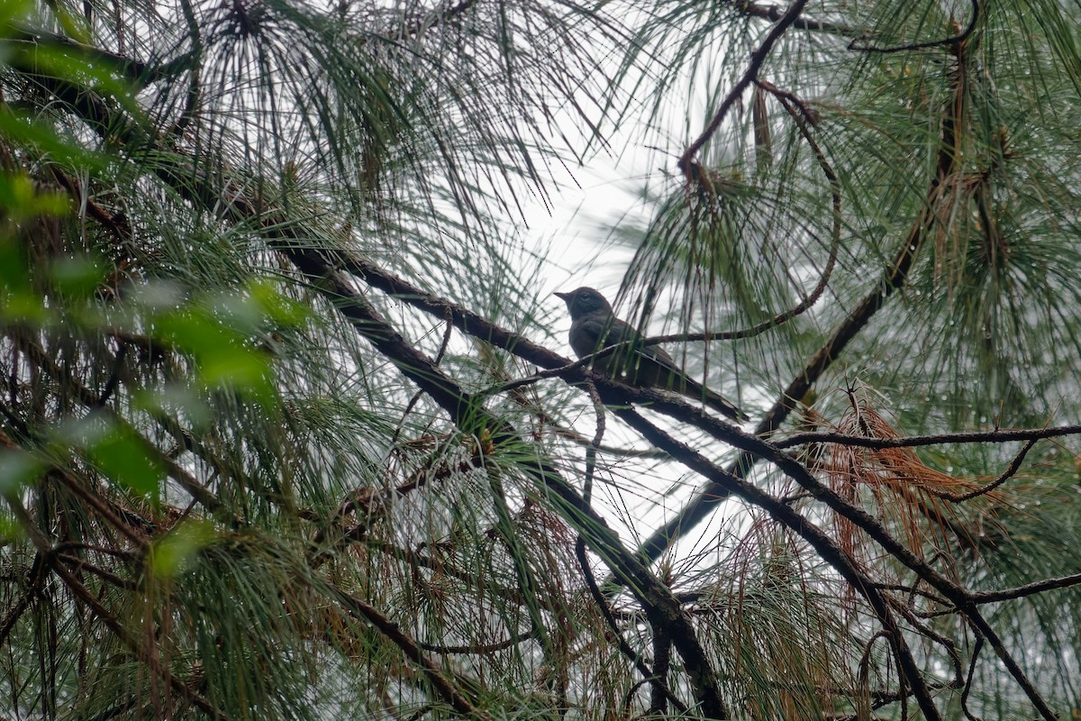 Black-winged Cuckooshrike - ML628345251