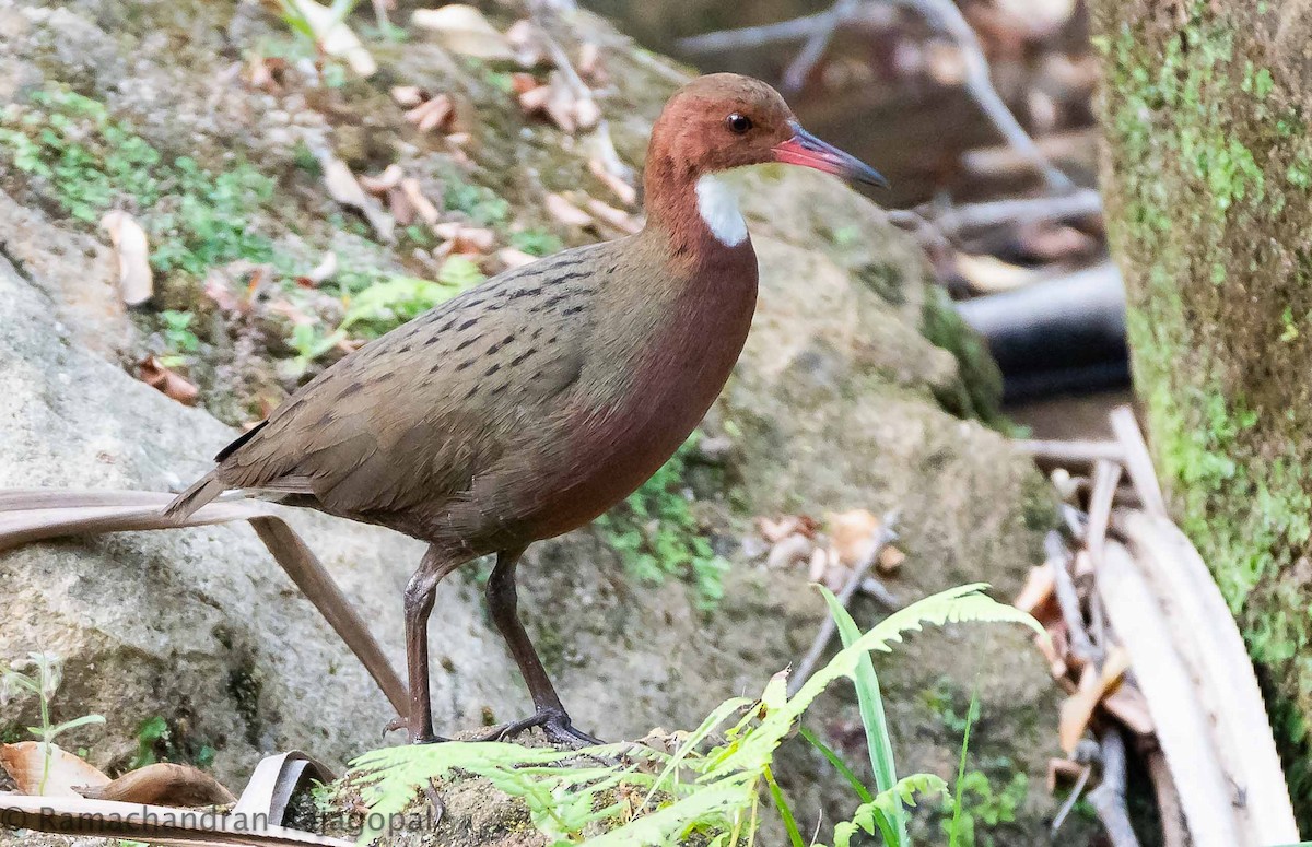White-throated Rail - ML628345354