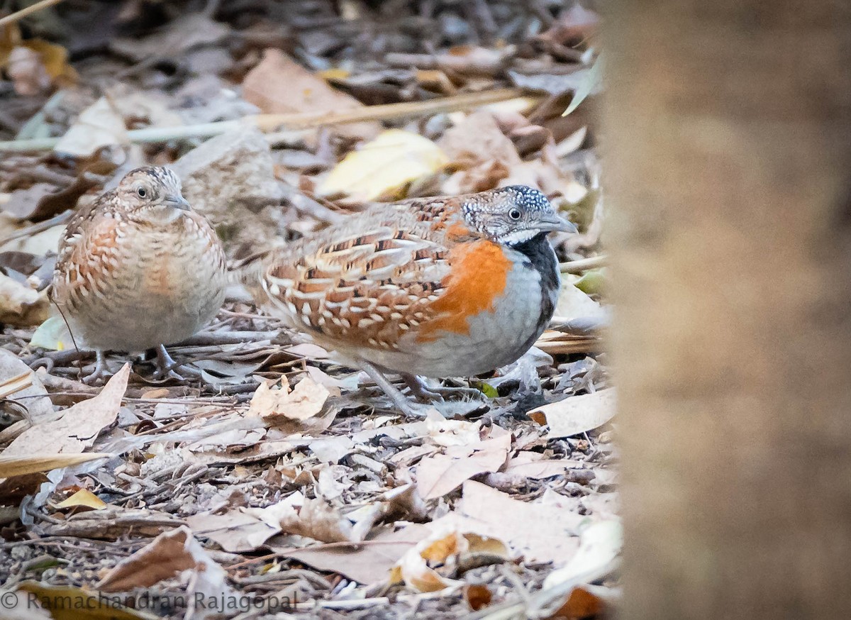Madagascar Buttonquail - ML628345358