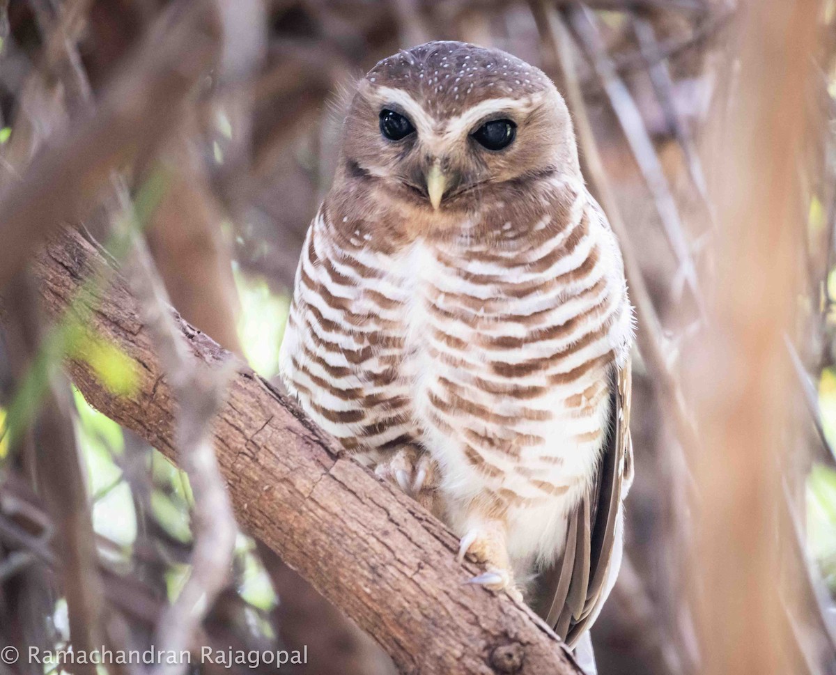 White-browed Owl - ML628345364